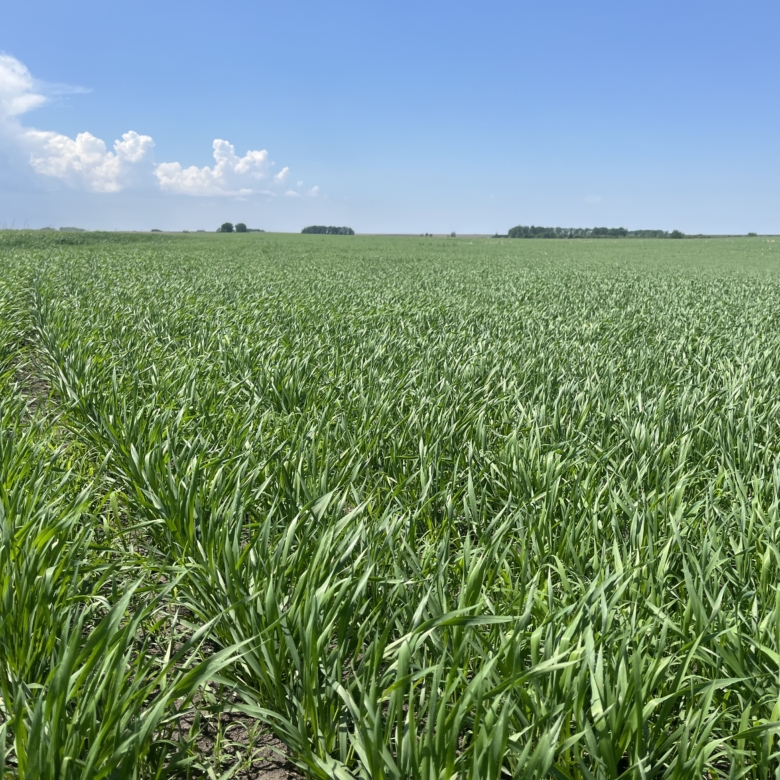 120+/- Acres Hurricane Lake Roberts County, SD
