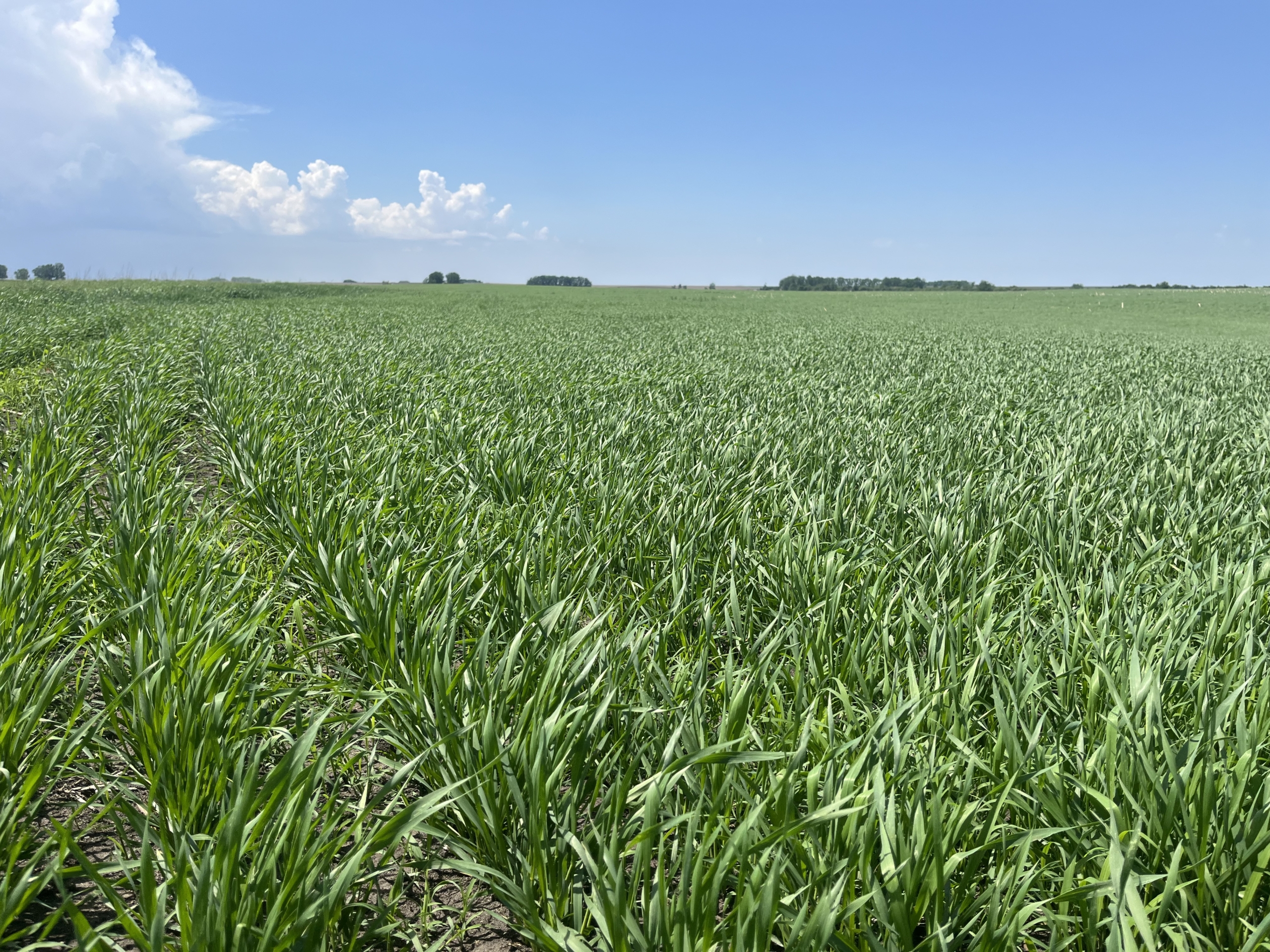 120+/- Acres Hurricane Lake Roberts County, SD